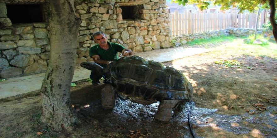 Kocaeli'ndeki kaplumbağa 101 yaşında