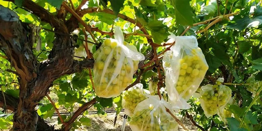 Bir çiftçi üşenmedi 4 bin salkım üzümü çöp poşetleriyle kapladı