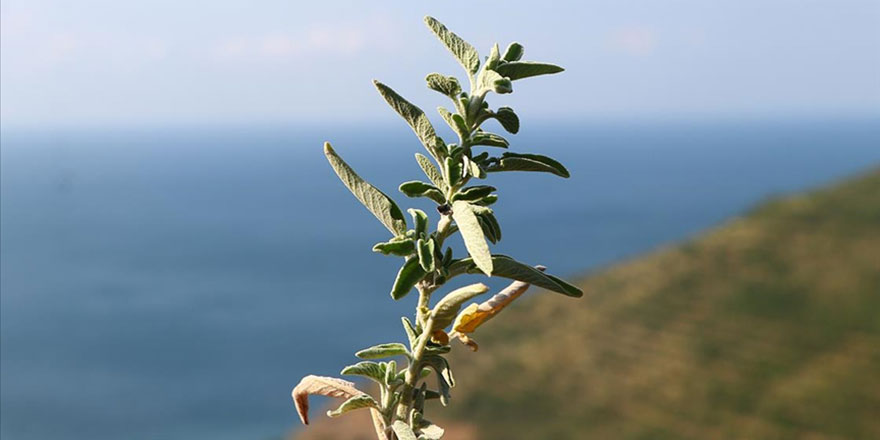 Ganos Dağı eteklerinden toplanan ada çayı 7 ülkeye ihraç ediliyor