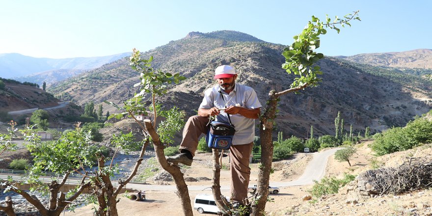Dağlardaki yabani ağaçlara fıstık aşılayıp aile bütçelerine katkı sağlıyorlar
