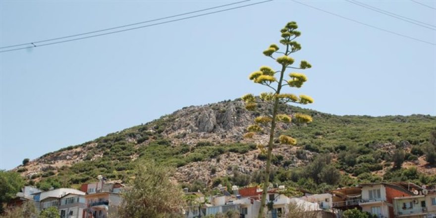 100 yılda bir çiçek açan sabır otu İzmir'de çiçeklendi
