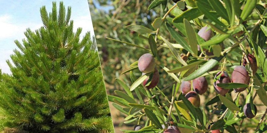 Yangından sonra karaçam mı zeytin ağacı mı dikilmeli?