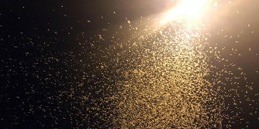 Ardahan'da 'bir günlükler'in 'ölüm uçuşu' başladı