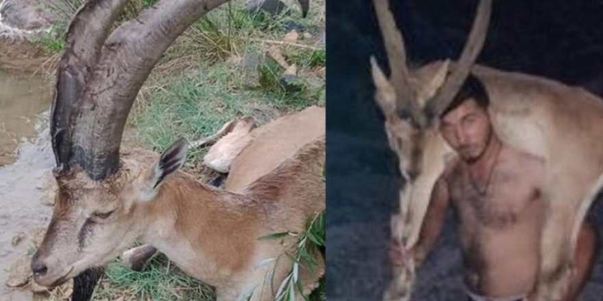 Yaban keçisini 3 kilometre boyunca sırtlarında taşıyarak tedavi ettirdiler