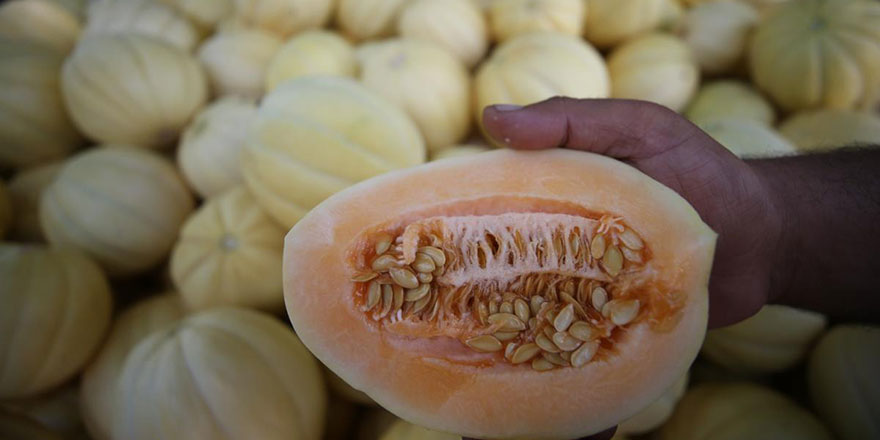 Ata tohumundan üretiliyor! Türkiye'nin dört bir yanına gönderiliyor