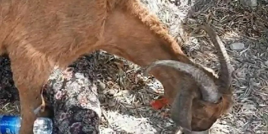 Manavgat'taki yangında enkaz altında 6 gün sonra canlı bir keçi bulundu