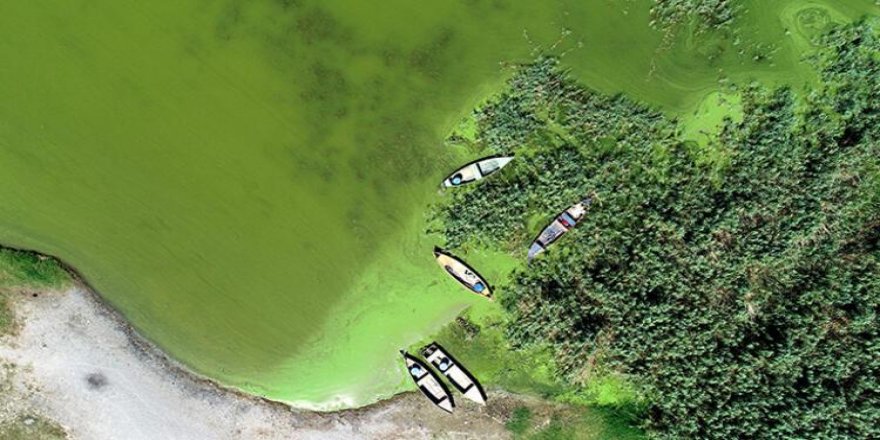 Bursa'daki Uluabat Gölü, yeşile büründü