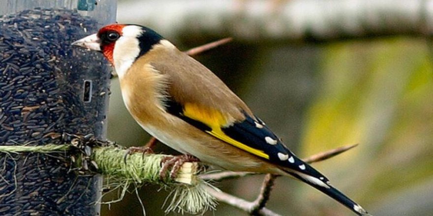 Saka kuşu satışına 120 bin lira ceza