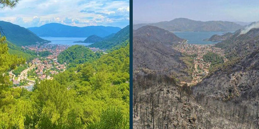 Dünyadan uzmanlara soruldu: Ormanlar nasıl yeşerecek?