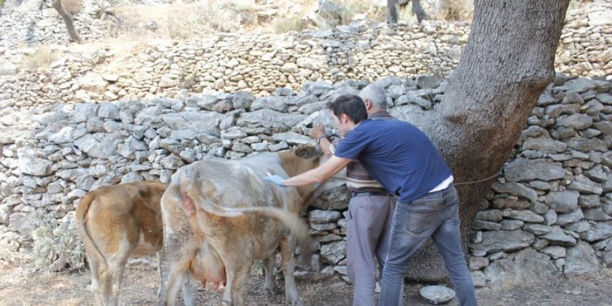 Van'a Veteriner Fakültesi Hayvan Hastanesi kuruluyor
