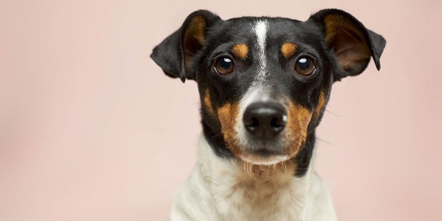 Köpekler, insanların yalan söylediğini anlayabiliyor