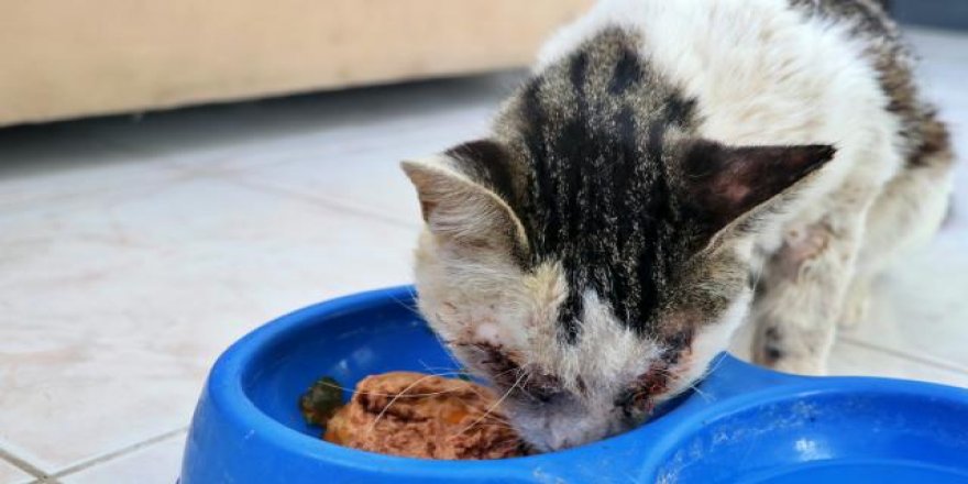 İngiltere’de mama krizi: 330 kedi öldü, 528’i tedavi edildi