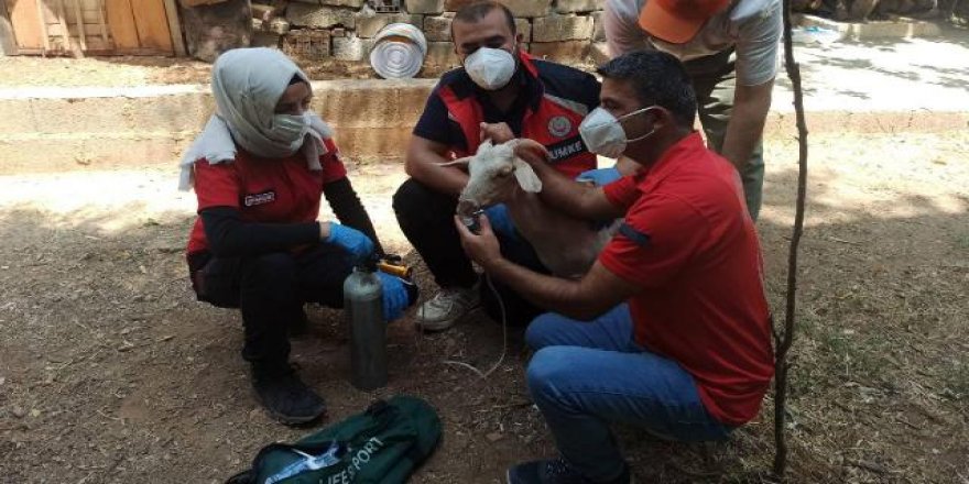 Dumandan etkilenen keçilere oksijen desteği