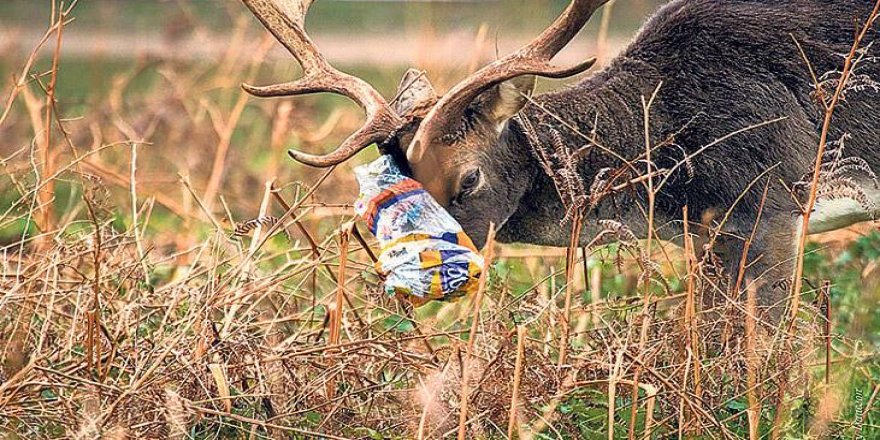 Hayvanlar plastikle boğuşuyor