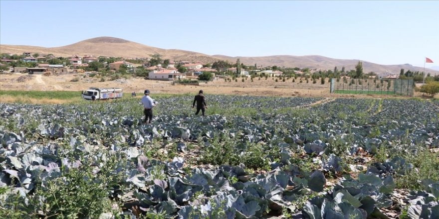 Lahana üretim merkezlerinden Niğde'de verim ve kalite yüzleri güldürdü