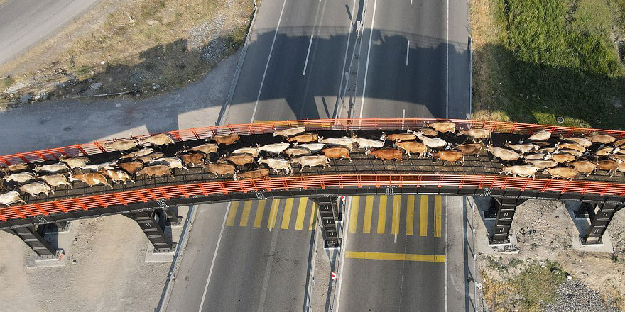 Hayvanlar için yapılan üst geçit güvenli geçiş rotası oldu