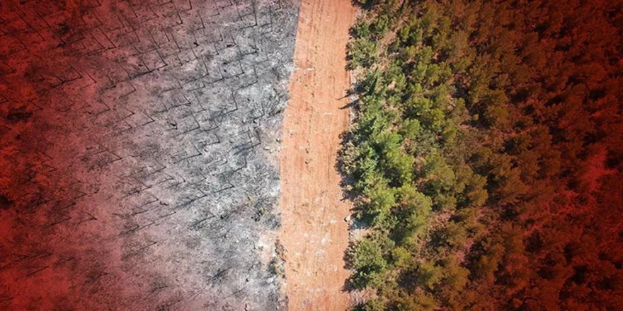 Türkiye'deki bütün ormanlara yapılacak: Hayat koridoru