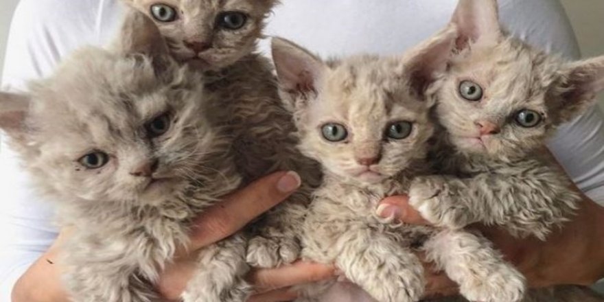 Dünyanın en nadir kedi türlerinden 'Koyun Kedi'