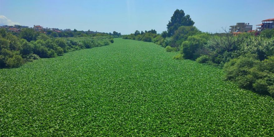 Hatay’da Asi Nehri su sümbülleriyle kaplandı