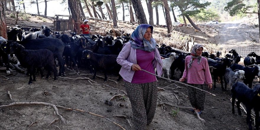 180 küçükbaştan oluşan sürüyü orman yangınından kurtaran aile 5 gün ovada kaldı