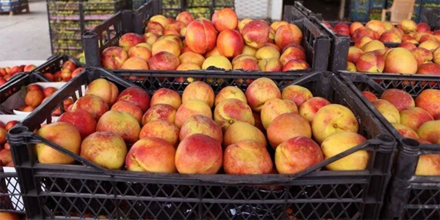 Bahçede kilosu 5 lira olan şeftali ve nektarin markette 18 lira