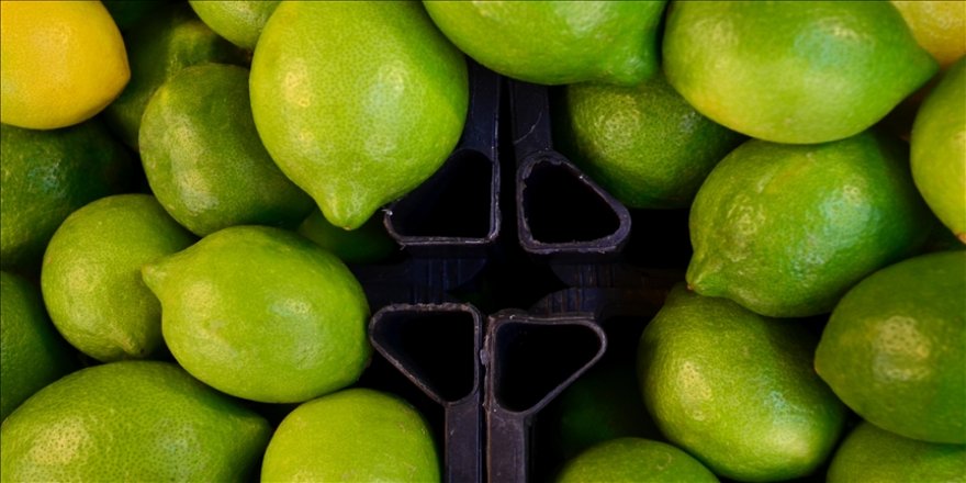 Turunçgilde yeni sezon erkenci limon hasadıyla başlıyor