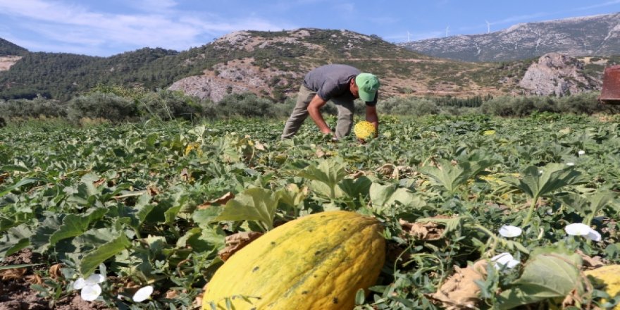 Bilecik'te kavun üreticisi talebe yetişmekte zorlanıyor