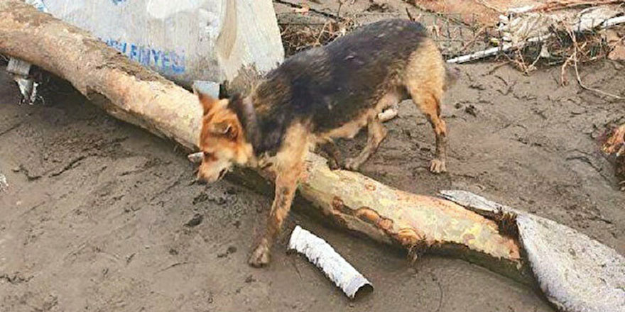 Ormanlık alana salınan köpekler yaban hayatı için de tehlike oluşturuyor