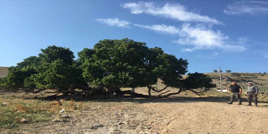 Bu ağacın yaşı hesaplanamıyor!