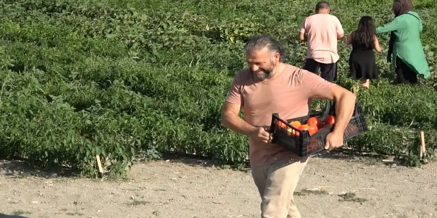 Bu tarladan satın alacaklarınızı ellerinizle topluyorsunuz