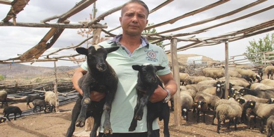 3 dil biliyor! Kariyerini bırakıp, köyünde çoban oldu