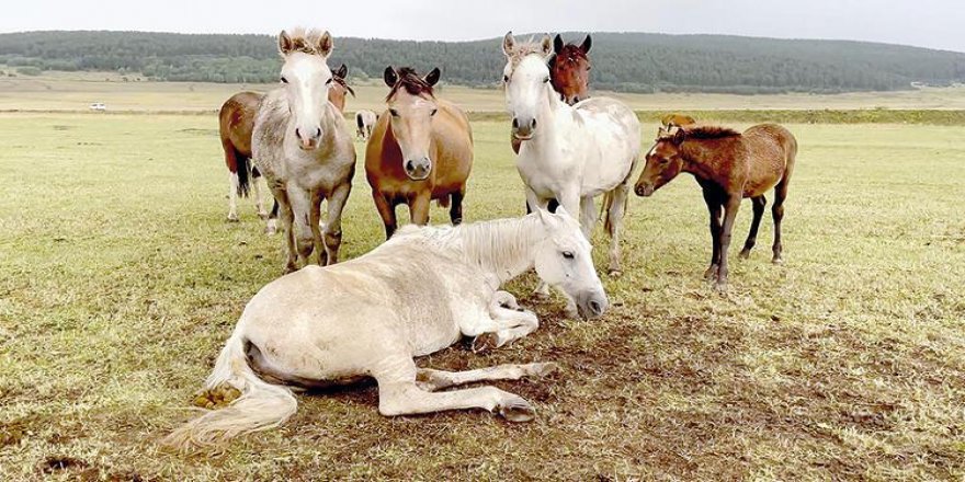 Yılkı vefası: Ayağı kırılanı bırakmadılar