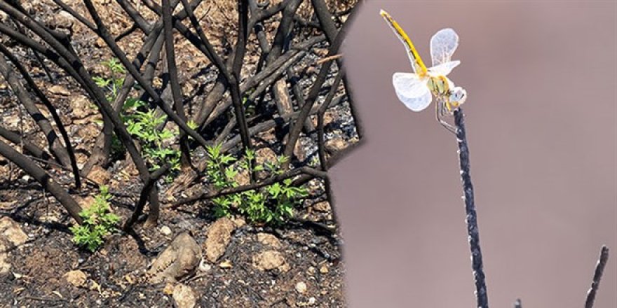 Yanan ormanda ilk onlar filizlendi