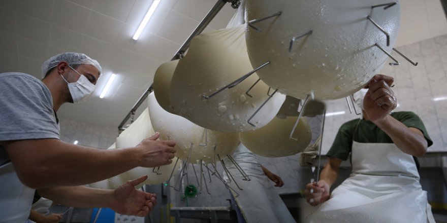 Siyaset bilimi okudu ama dede mesleğini seçti! Günde 3 ton peynir üretiyor