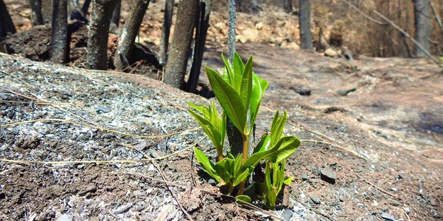 Muğla'da yanan ormanların yeniden canlanmaya başlaması arıcıları umutlandırdı