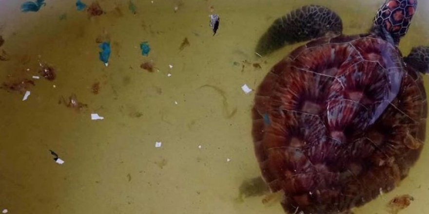 Denizlerde plastik tehdidi! Caretta Caretta'nın midesini sardı