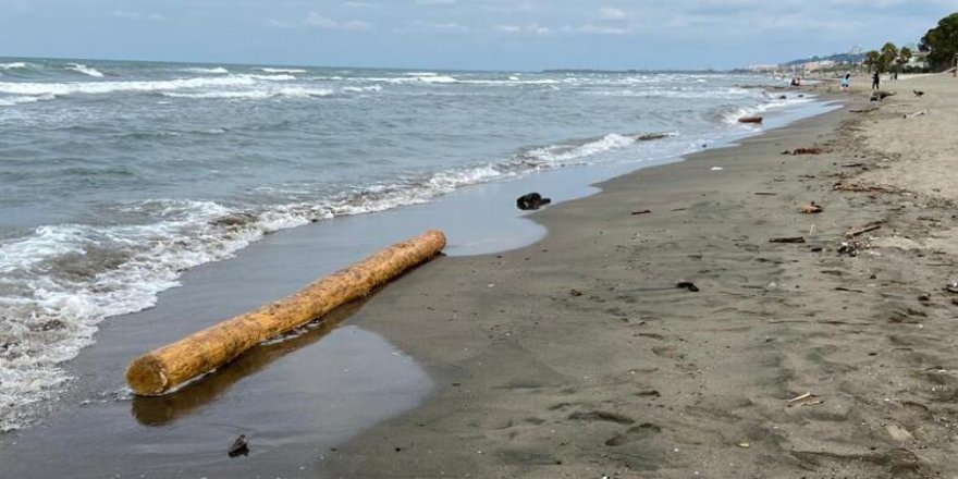 Selin denize sürüklediği tomruklar Samsun'a ulaştı
