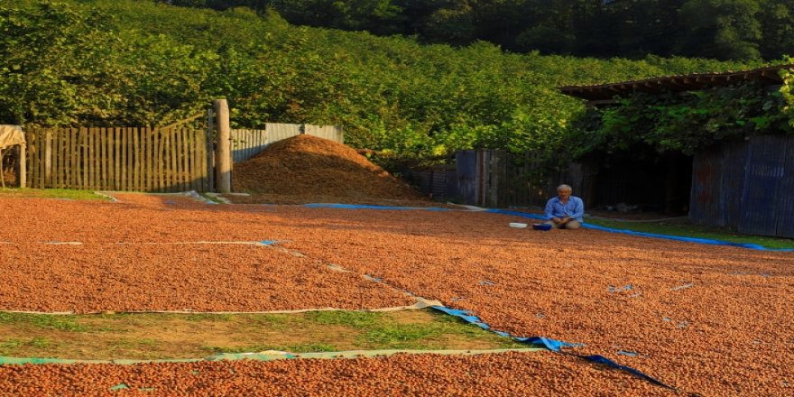 'Yeşil altın' harmana indi