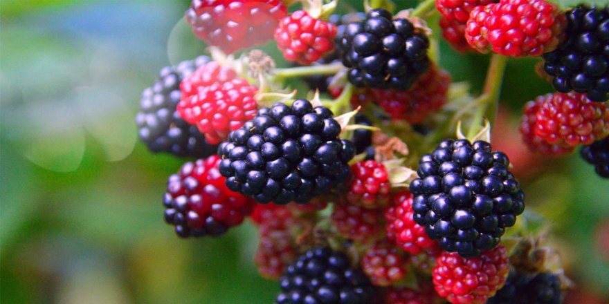 Kainat eczanesinden böğürtlen kansere, böbrek taşına iyi gelir