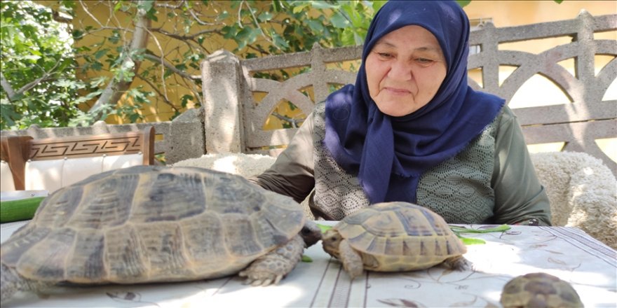 Zekiye teyze şefkatle kaplumbağa besliyor