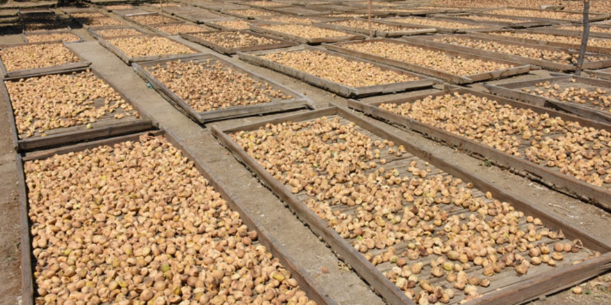 Kuru incir Aydın'da üretiliyor, dünyada damakları tatlandırıyor