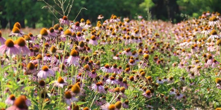 Çevreyi korumaya geçen yıl 41,7 milyar lira harcandı