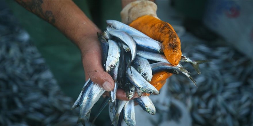 Marmara Denizi'nde hamsi, istavrit ve sardalya için dökme avcılık yasaklandı