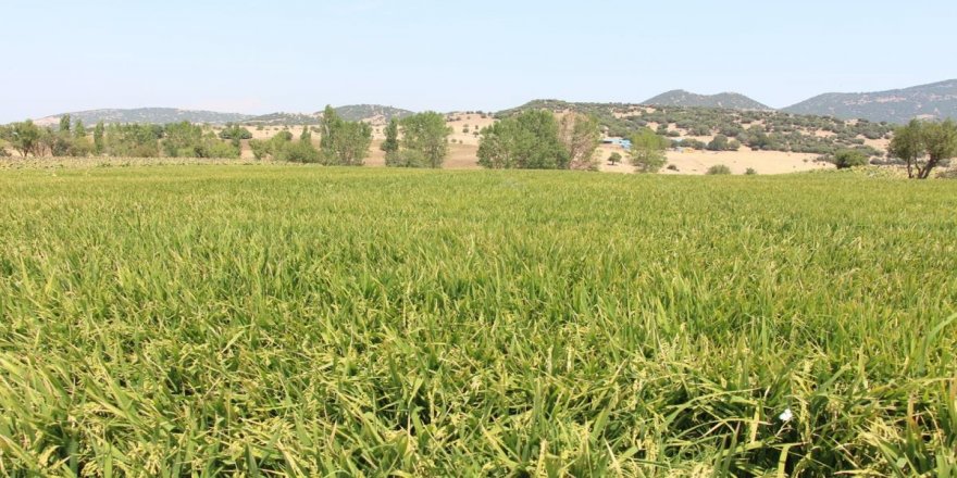 Edirne'de, yüzde 60 su tasarrufu hedefiyle damla sulama yöntemi başarıyla ilerliyor