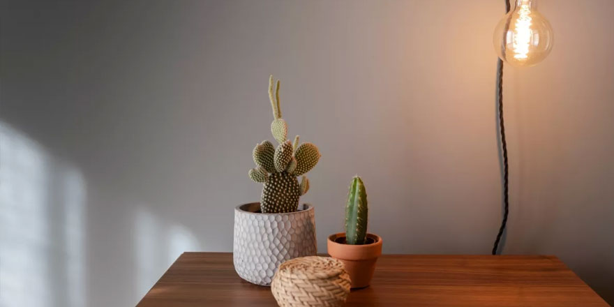 Çalışma masasında kaktüs bulundurmanın faydaları