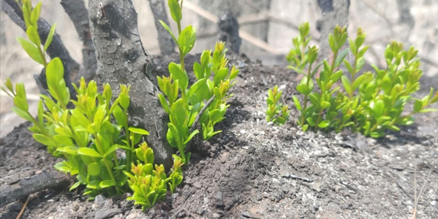 Muğla'da yanan ormanlara ekolojik restorasyon yapılıyor