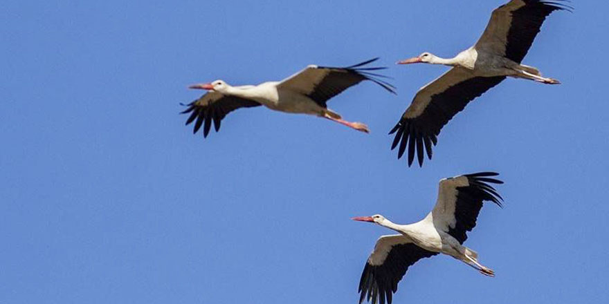 Leylekler erken göç ediyorsa 'kış çetin geçer' iddiası