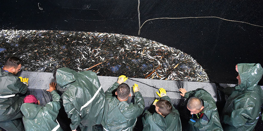 Karadenizli balıkçılar 'çaça' sezonunu bekliyor