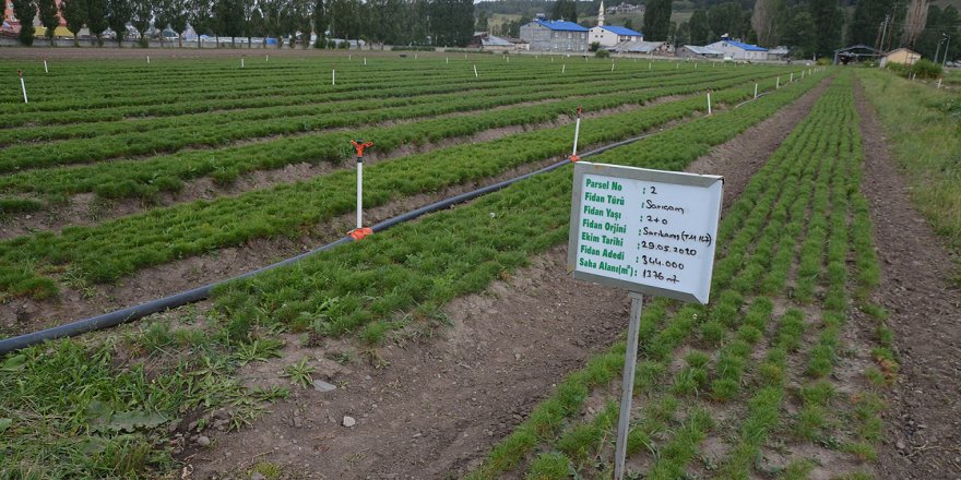 Kars'ta üretilen fidanlarla Doğu Anadolu Bölgesi ağaçlandırılıyor