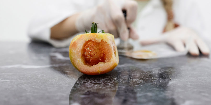 Domates üretimini olumsuz etkileyen virüse karşı dayanıklı yerli tohum geliştirildi